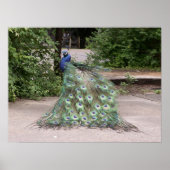 Poster M. Peacock frotte ses plumes (Devant)