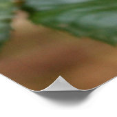 Poster M. Snail (Coin)