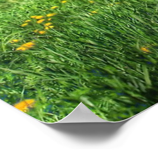 Poster M. White (Coin)