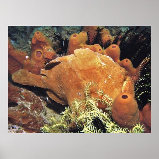 Poster Ma Frogfish II (Devant)