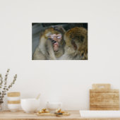 Poster Macaca sylvanus (Cuisine)