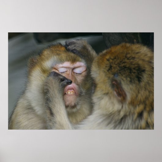 Poster Macaca sylvanus (Devant)