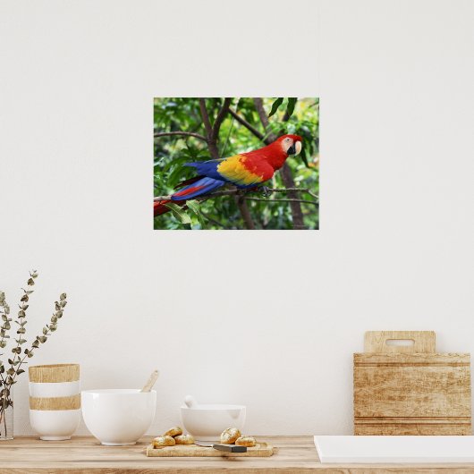 Poster Macao écarlate sur le membre de l'arbre (Cuisine)