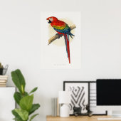 Poster Macao rouge et bleu (Ara macao) (Bureau à domicile)