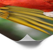 Poster Macao rouge et vert sur perche (Coin)