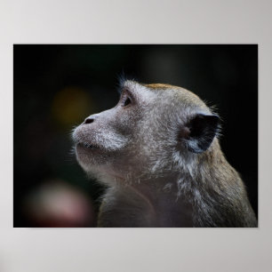 Poster Macaque à longue queue en gros plan