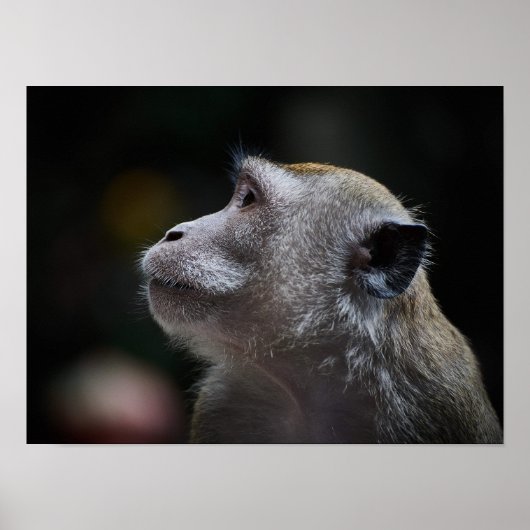 Poster Macaque à longue queue en gros plan (Devant)