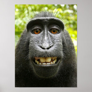 Poster Macaque crêté de sourire