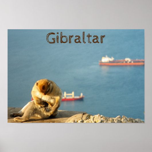 Poster Macaque de Gibraltar (Devant)
