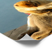 Poster Macaque de Gibraltar (Coin)