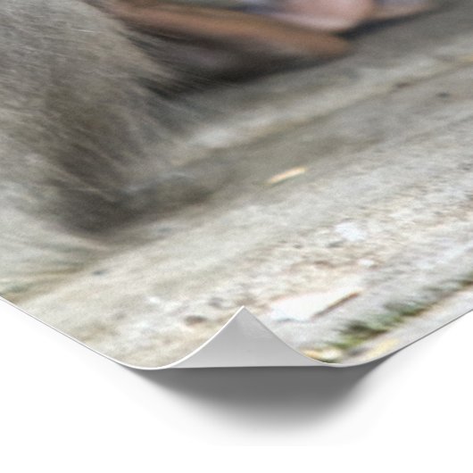 Poster Macaque singe (Coin)