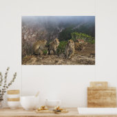 Poster Macaques dans la masse (Cuisine)