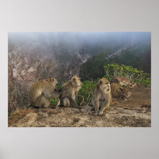 Poster Macaques dans la masse (Devant)