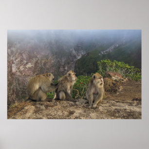 Poster Macaques in the Mist
