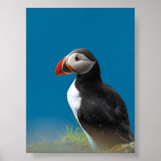 Poster Macareux