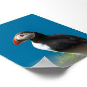 Poster Macareux (Coin)