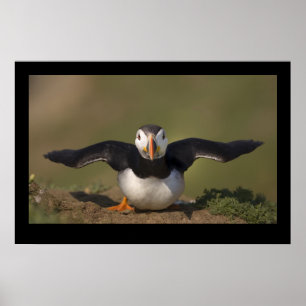 Poster Macareux de battement