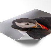 Poster Macareux en Islande (Coin)