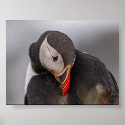 Poster Macareux en Islande (Devant)