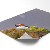 Poster Macareux en Islande (Coin)