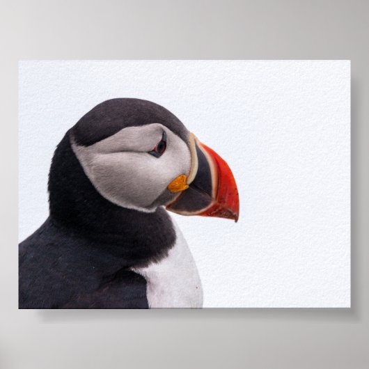 Poster Macareux en Islande (Devant)