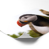 Poster Macareux en Islande (Coin)