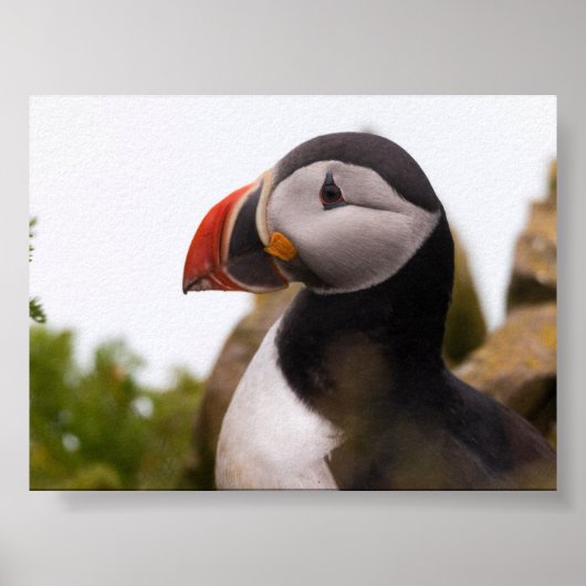 Poster Macareux en Islande (Devant)