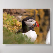 Macareux en Islande