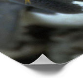 Poster Macaroni Penguin Assis Sur Un Oeuf (Coin)