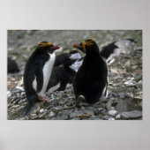 Poster Macaroni Penguin - Paire Au Nid (Devant)