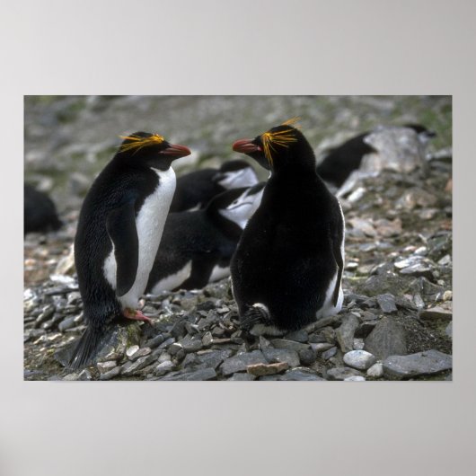 Poster Macaroni Penguin - Paire Au Nid (Devant)