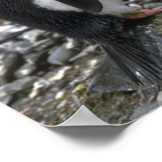 Poster Macaroni Penguin - Paire Au Nid (Coin)