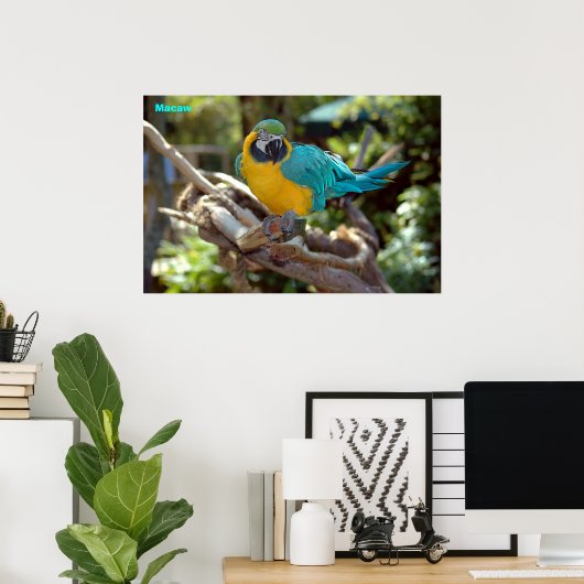 Poster Macaw (Bureau à domicile)