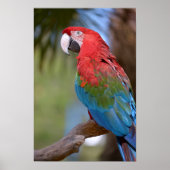 Poster Macaw à ailes vertes (Devant)