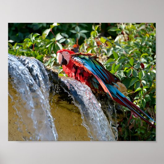 Poster Macaw à ailes vertes à côté d'une cascade (Devant)