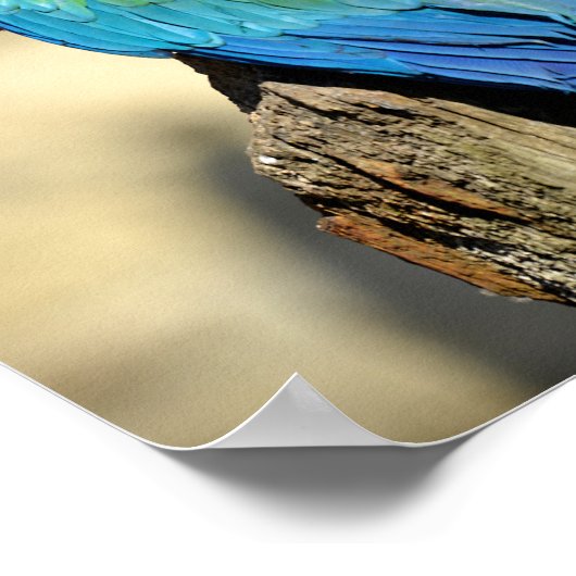 Poster Macaw à ailes vertes sur perche (Coin)