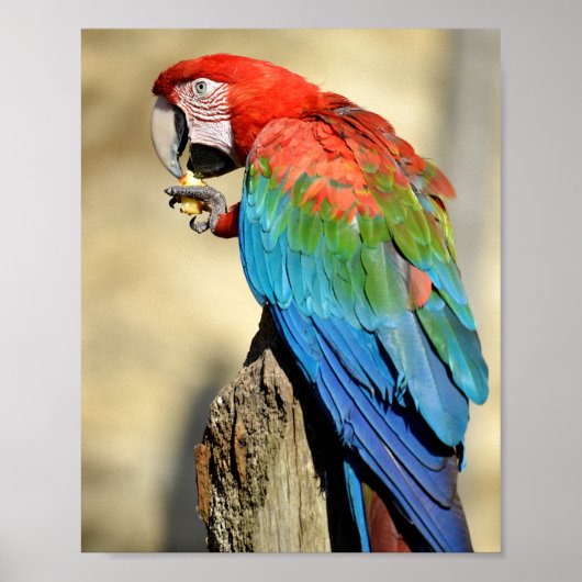 Poster Macaw à ailes vertes sur perche (Devant)