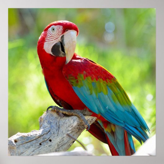 Poster Macaw assis sur la branche (Devant)