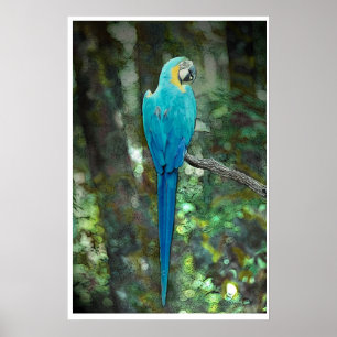 Poster Macaw bleu et jaune à partir de JungleWalk.com