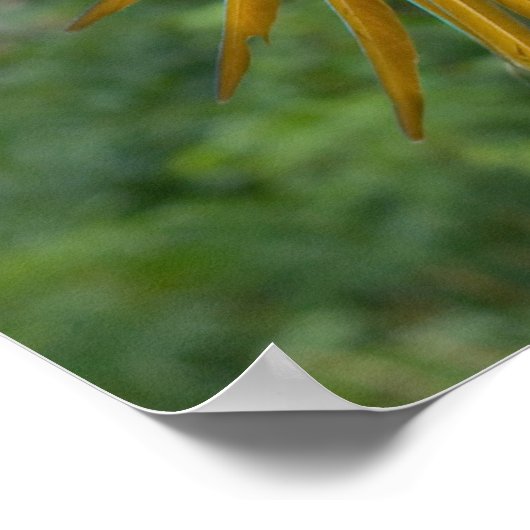 Poster Macaw bleu et or (Coin)