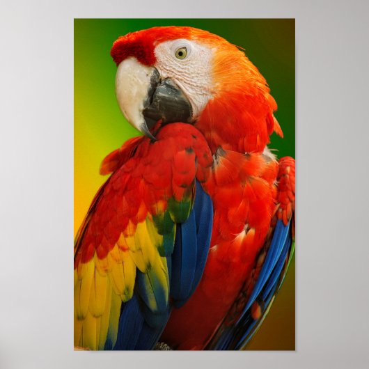 Poster Macaw coloré (Devant)