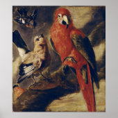 Poster Macaw et Bullfinch (Devant)