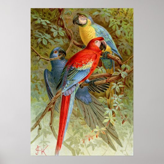 Poster Macaws (Devant)