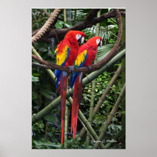 Poster macaws