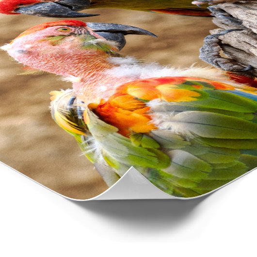 Poster Macaws à face rouge perchés sur le tronc d'arbre (Coin)