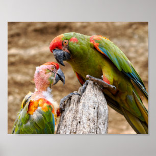 Poster Macaws à face rouge perchés sur le tronc d'arbre