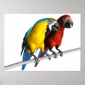 Poster Macaws en amour (Devant)