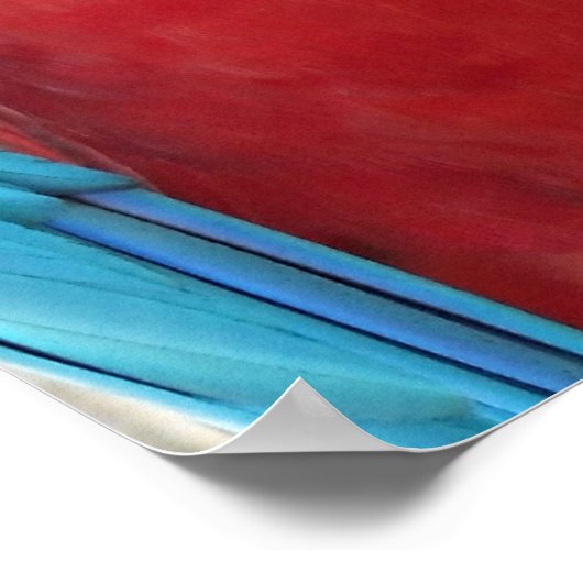 Poster Macaws rouges, bleus, verts (perroquets) (Coin)