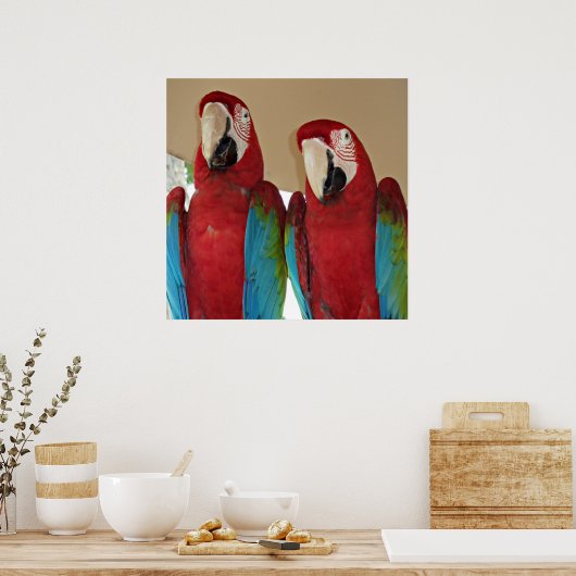 Poster Macaws rouges, bleus, verts (perroquets) (Cuisine)