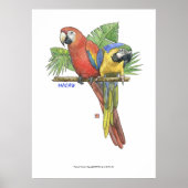 Poster Macaws tropicaux (Devant)